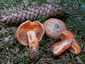 Lucfenyvesi rizike (Lactarius deterrimus), Őrség